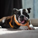 Greek Yogurt Dog Treats (Frozen and Baked)
