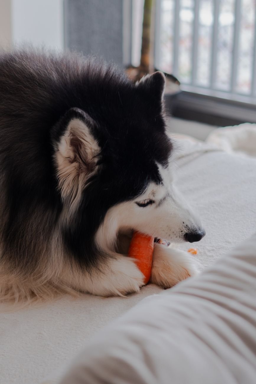 A dog chewing a crunchy carrot