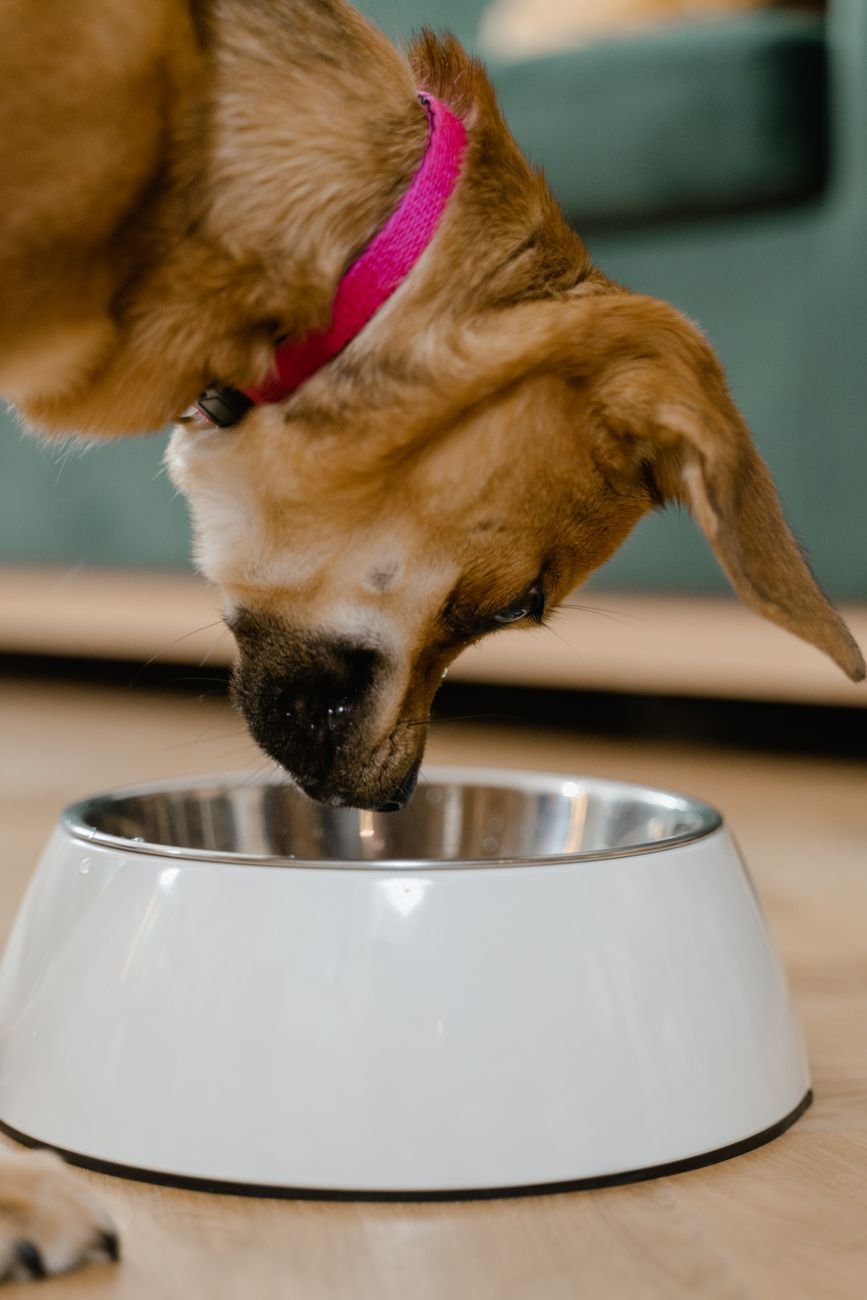 A dog enjoying a snack from a steel bowl
