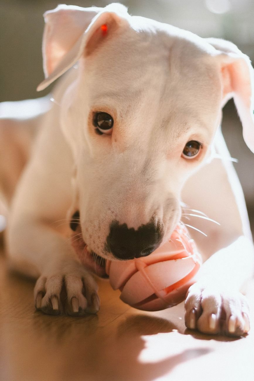 A dog chewing a rubber toy stuffed with food
