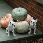 Halloween Dog Treats: Pumpkin Bones and Boo Bites