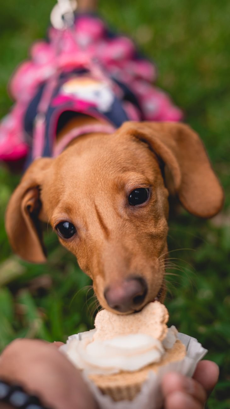 A dog gently taking a treat from a person's hand