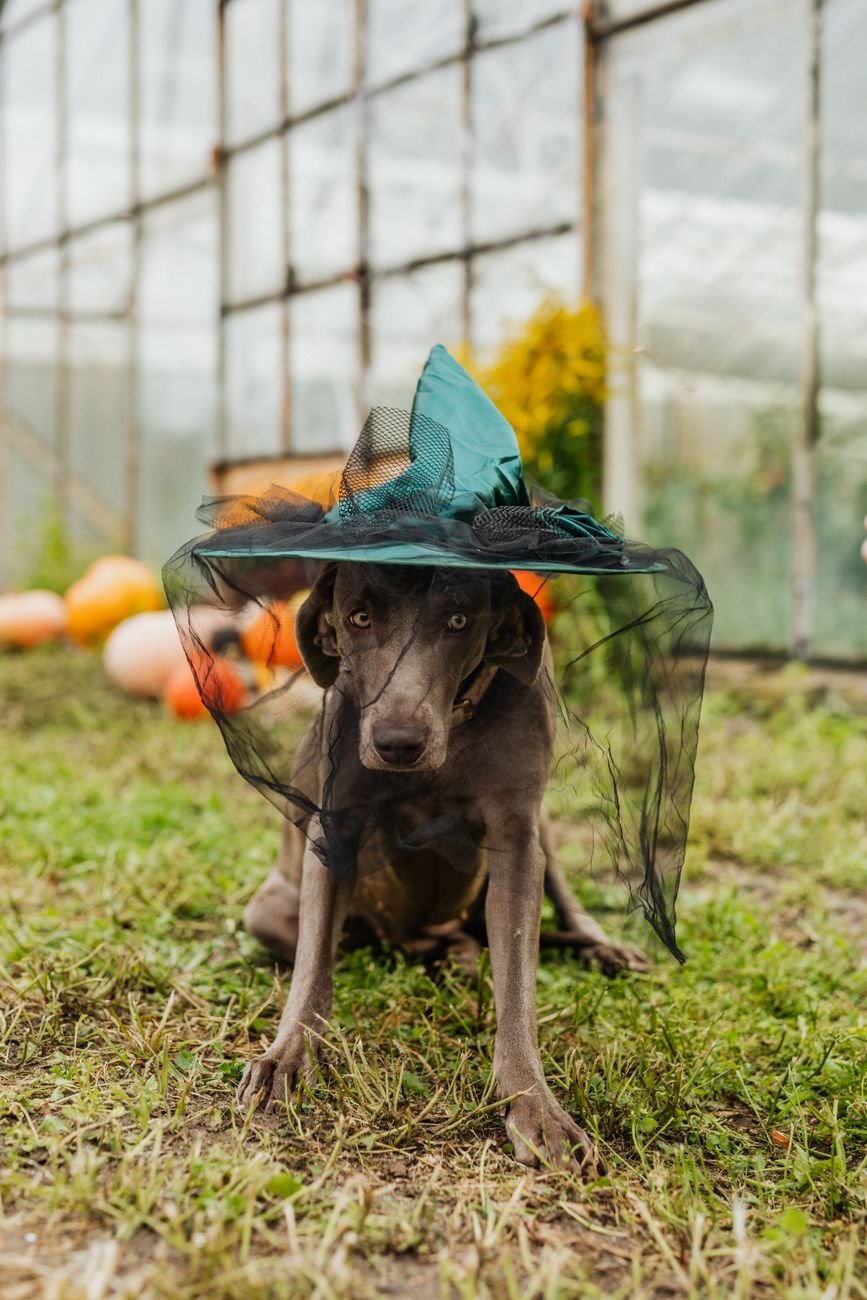 A dog wearing a witch hat for Halloween