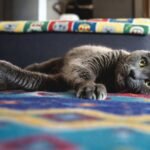 Hidden Cat Litter Box Ideas That Actually Work