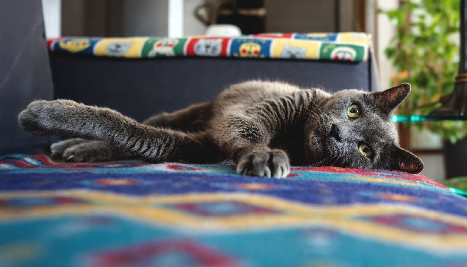 A cat relaxing in a tidy living room with a neatly hidden litter area