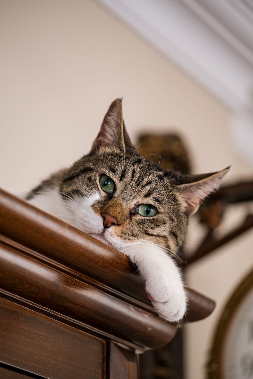 A cat peeking out from inside a cabinet