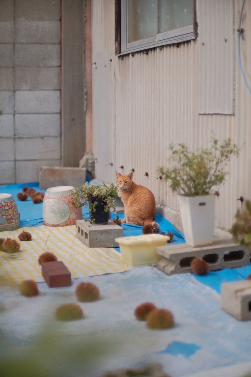 A cat sitting near a leafy houseplant