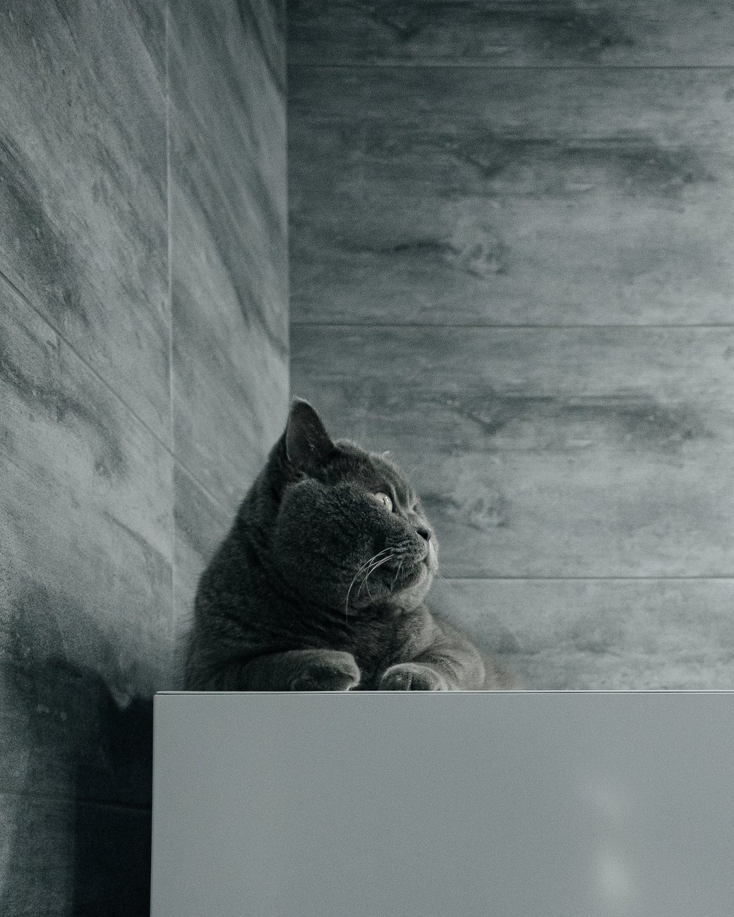 A tidy laundry room or bathroom corner with a cat nearby