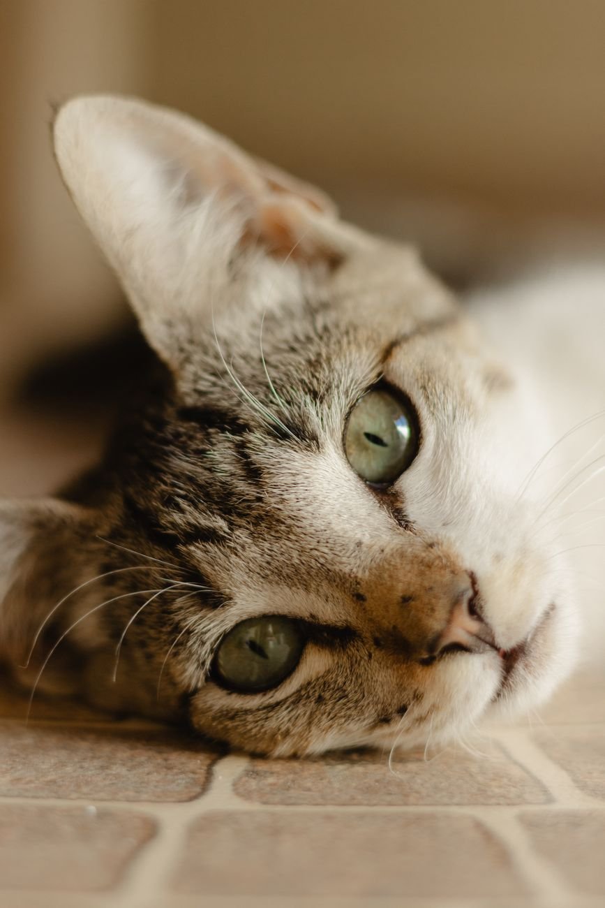 A content cat lying on the floor at home