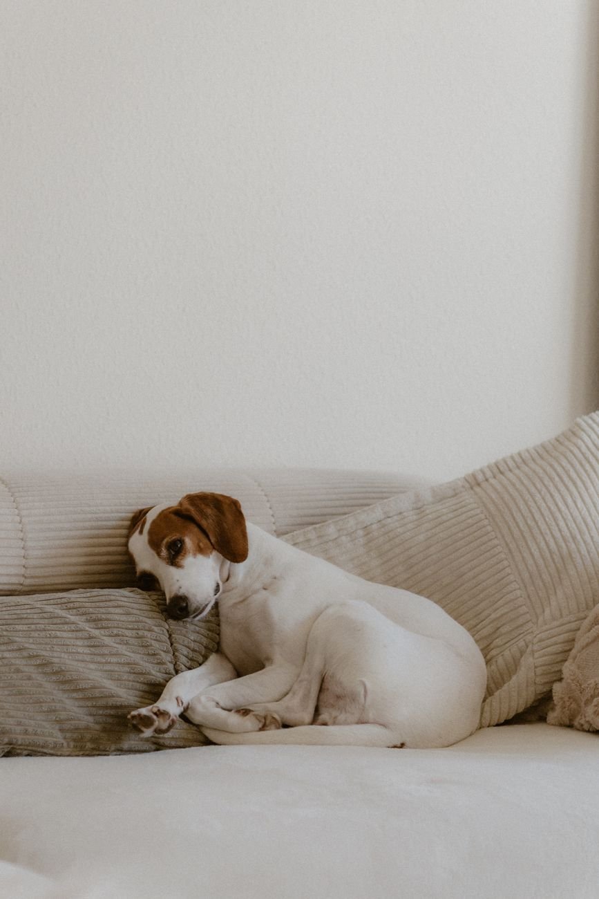 A dog relaxing on the couch in a tidy living room