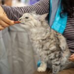 Easy Homemade Cat Treats (3 Ingredients or Less)