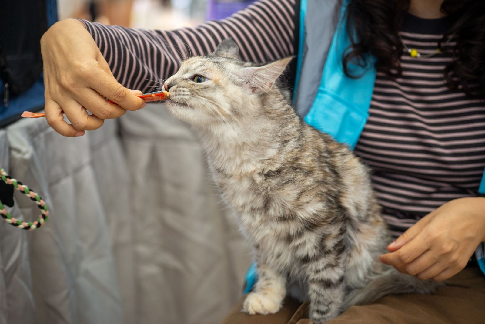 A cat eating a small homemade treat from a person's hand in a bright kitchen