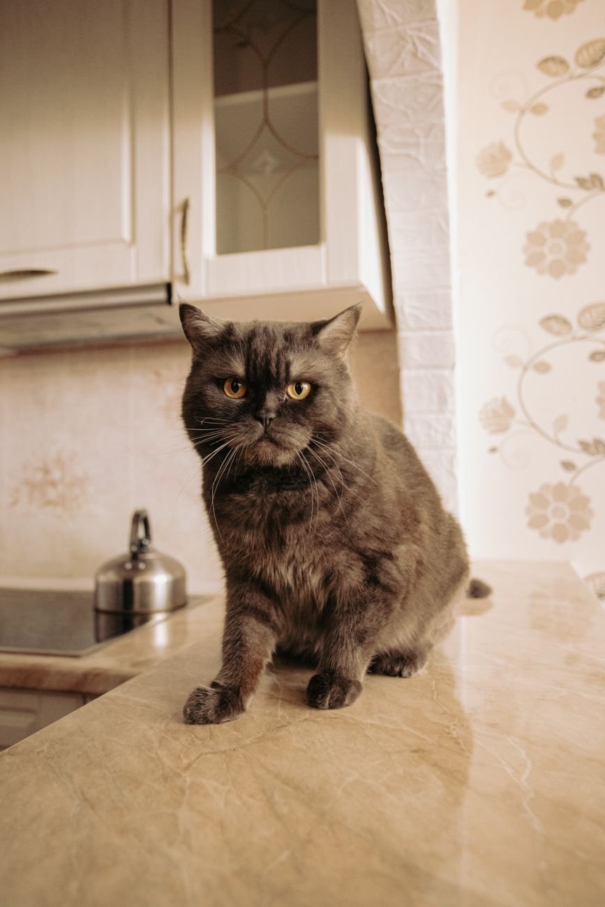 A curious cat sitting on a kitchen counter