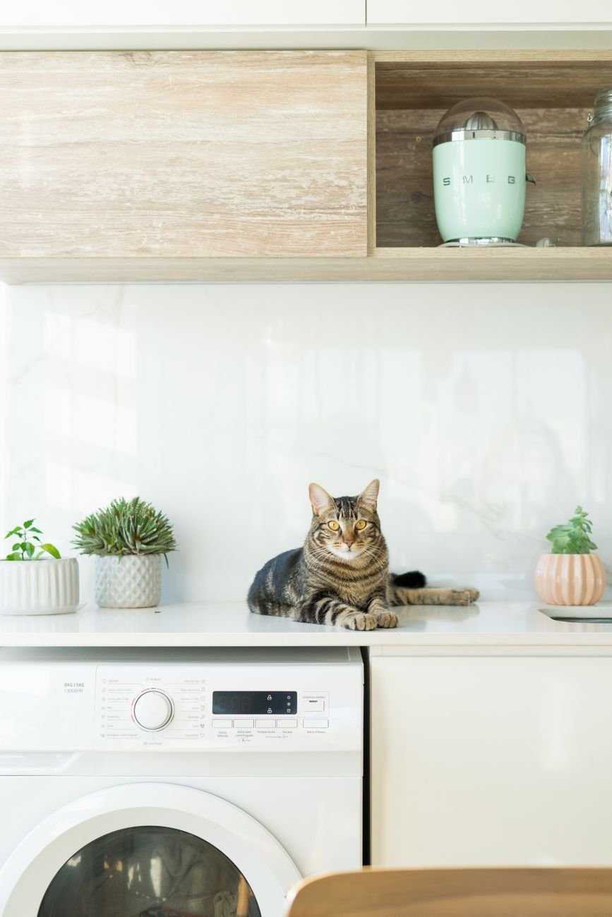A cat relaxing in the kitchen