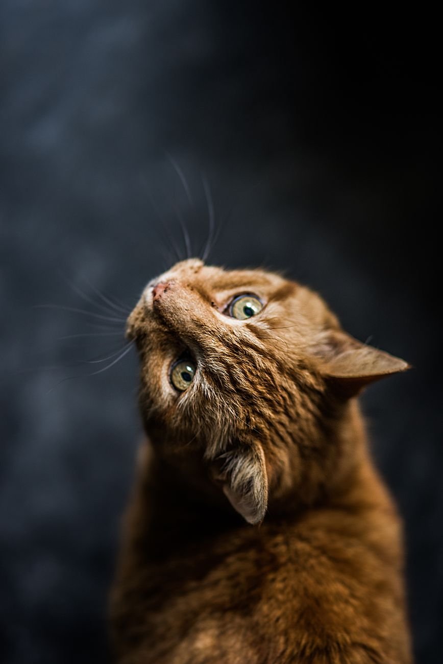 A cat looking up and waiting for a treat