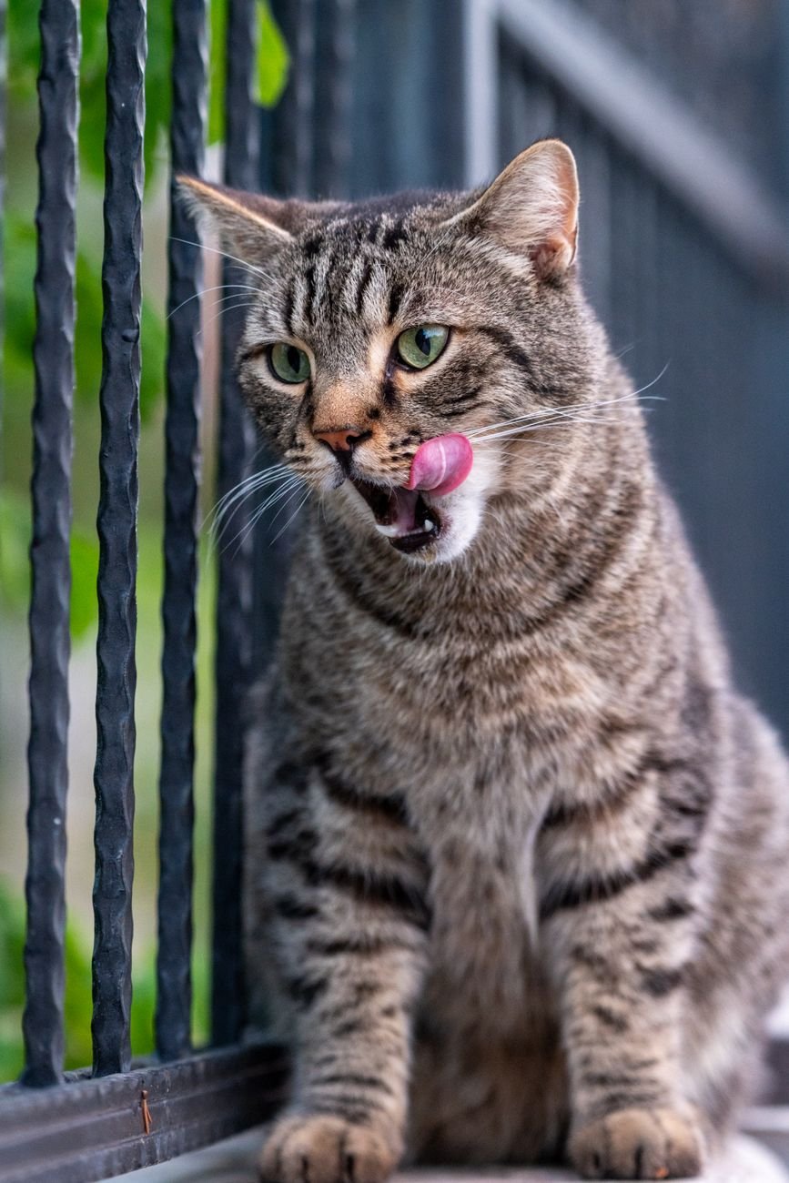 A relaxed cat licking its lips after a snack