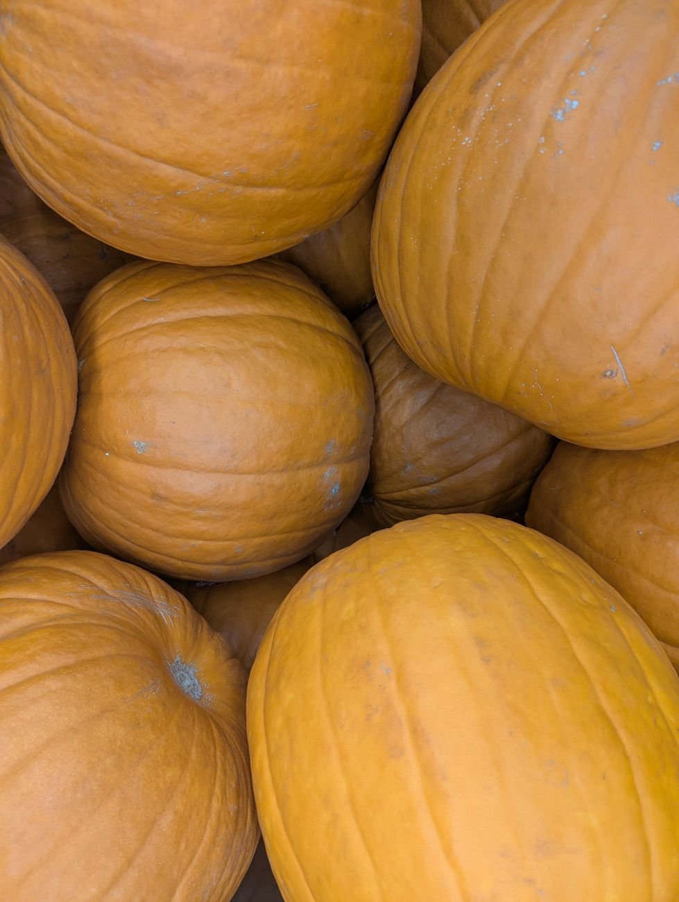 Bright orange pumpkins