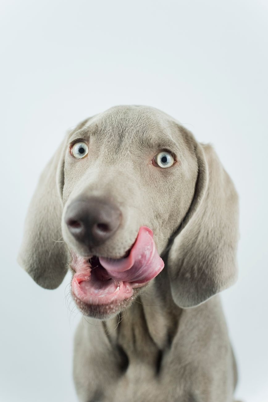 A happy dog licking its lips