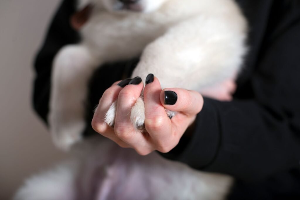 How to Cut Dog Nails at Home Without Stress