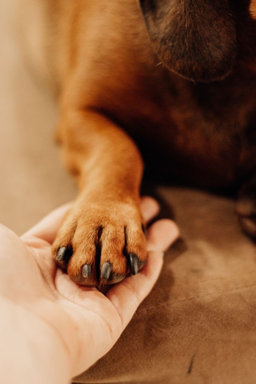 Close-up of a dog's paw resting on a person's hand