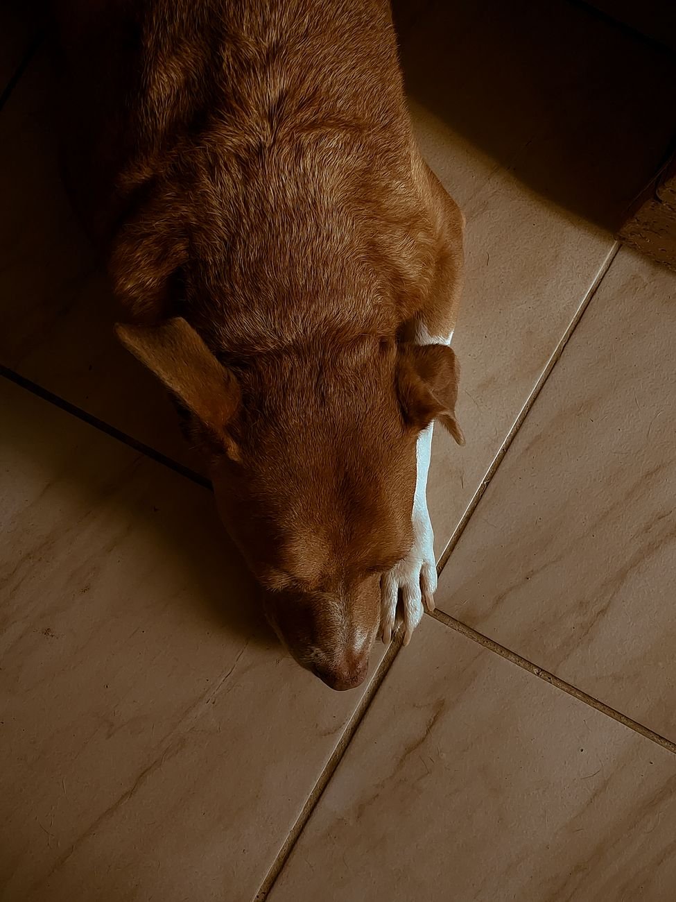 A calm dog lying on the floor at home