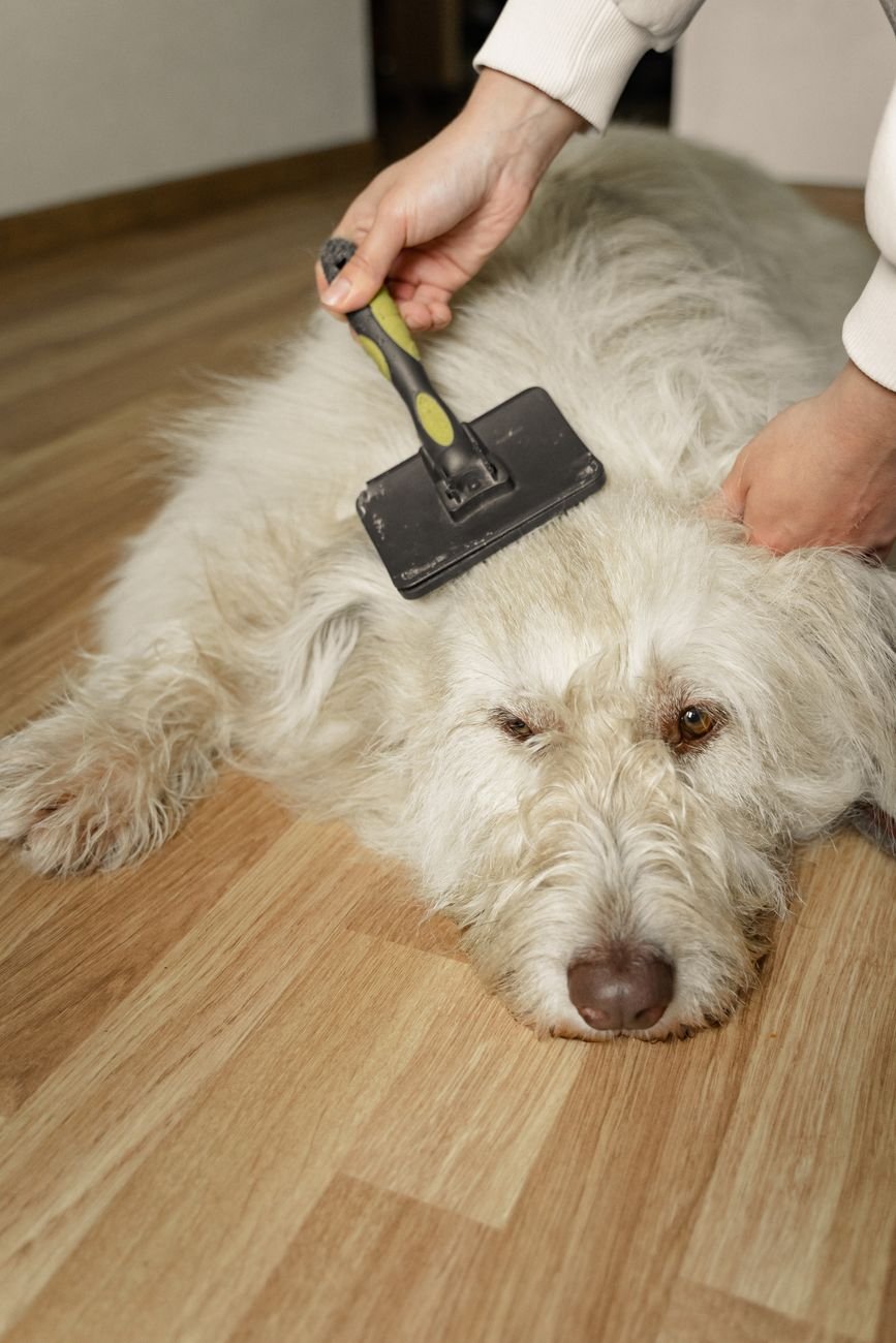 A dog being groomed by its owner