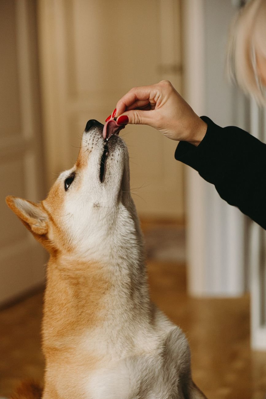 A dog taking a treat from a person's hand