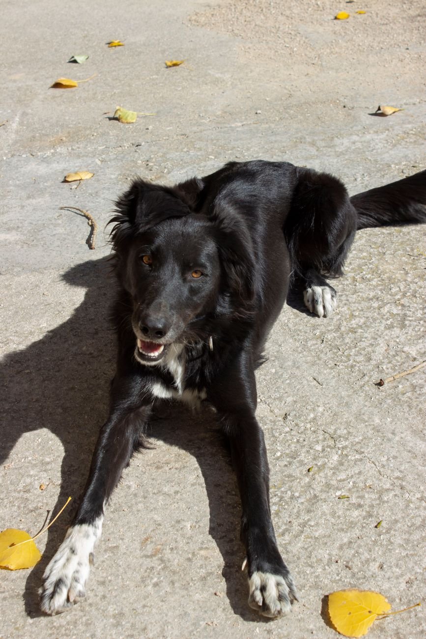 A dog with dark fur and dark nails lying down