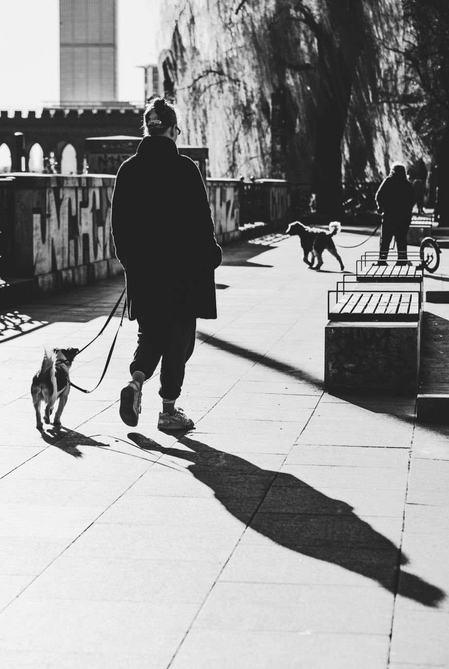 A happy dog walking on a sidewalk