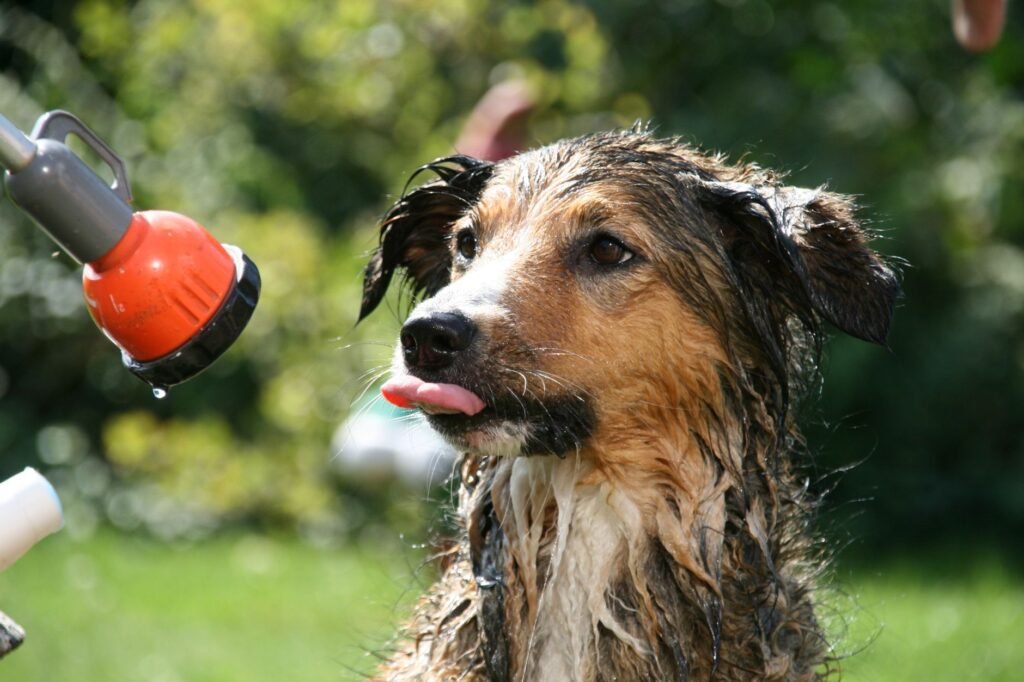 Skunk Smell Out of Your Dog: What Actually Works