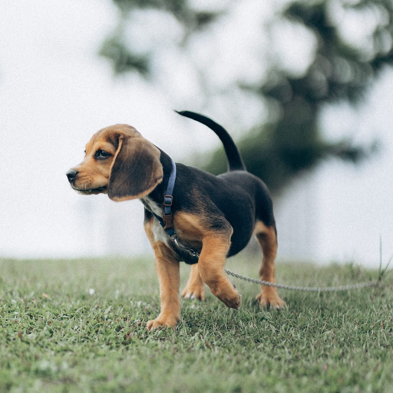 A dog sniffing in tall grass at dusk