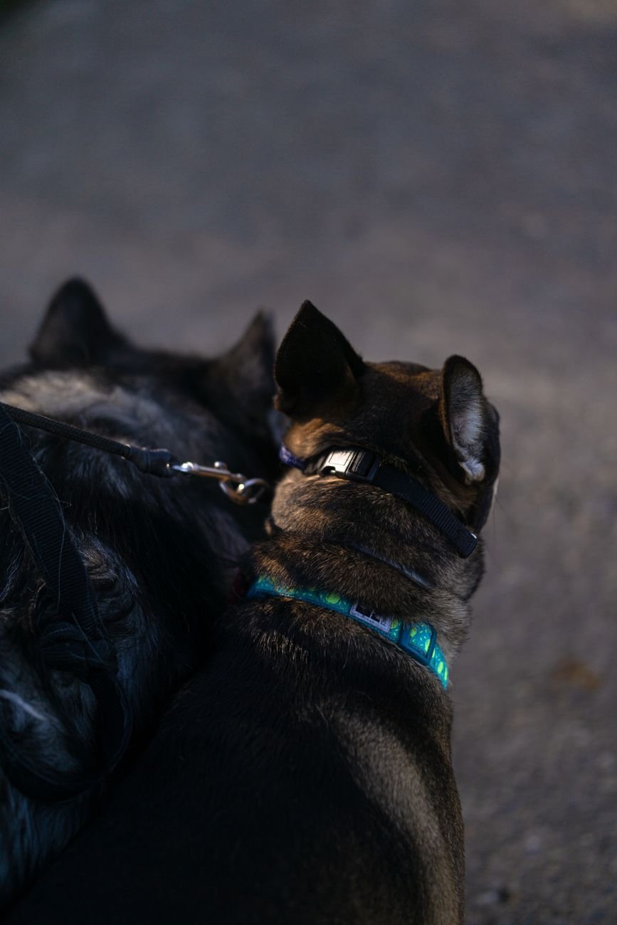 A dog collar and leash hanging on a hook