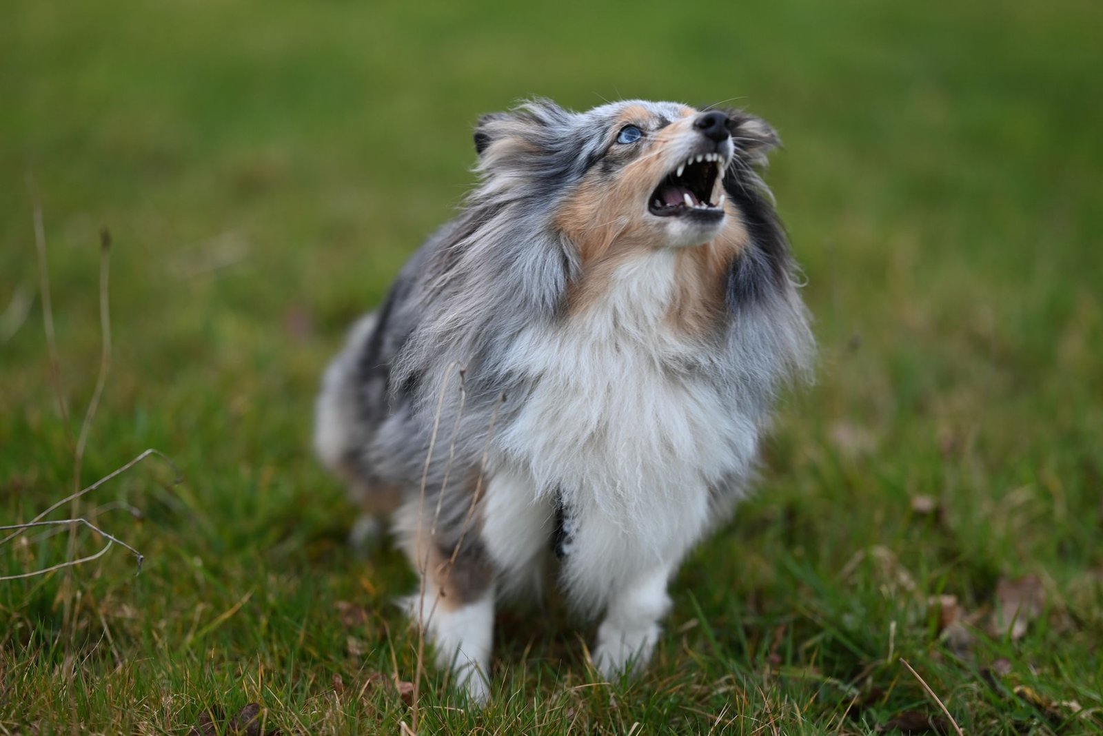 A dog barking at home with its mouth open