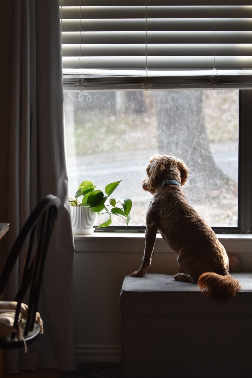 A dog looking out of the window