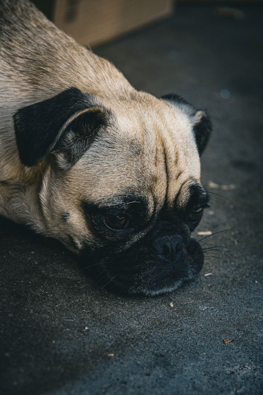 A bored dog lying on the floor with its chin down