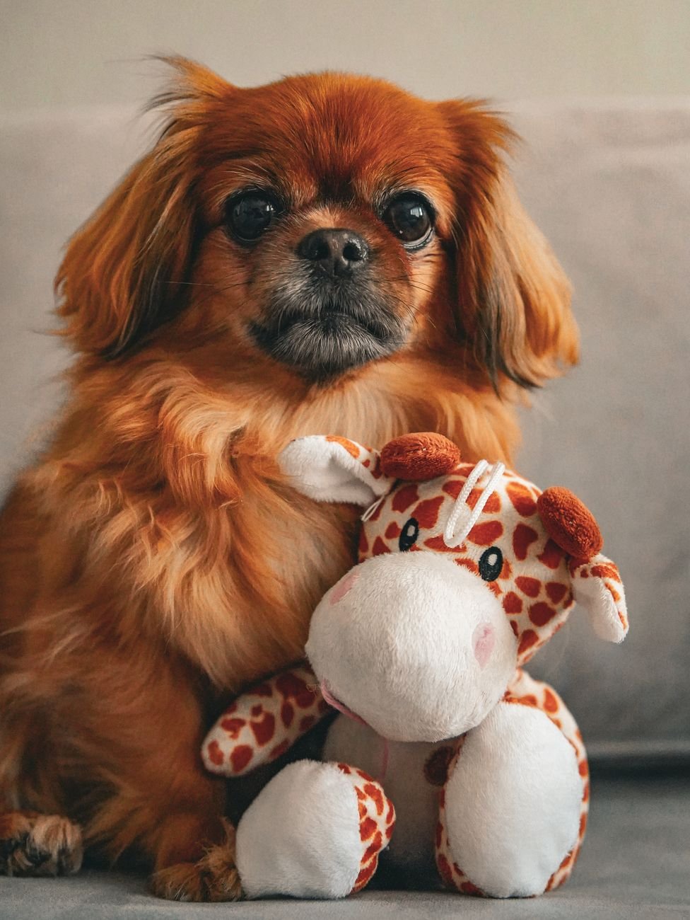 A dog cuddling a plush toy on the sofa