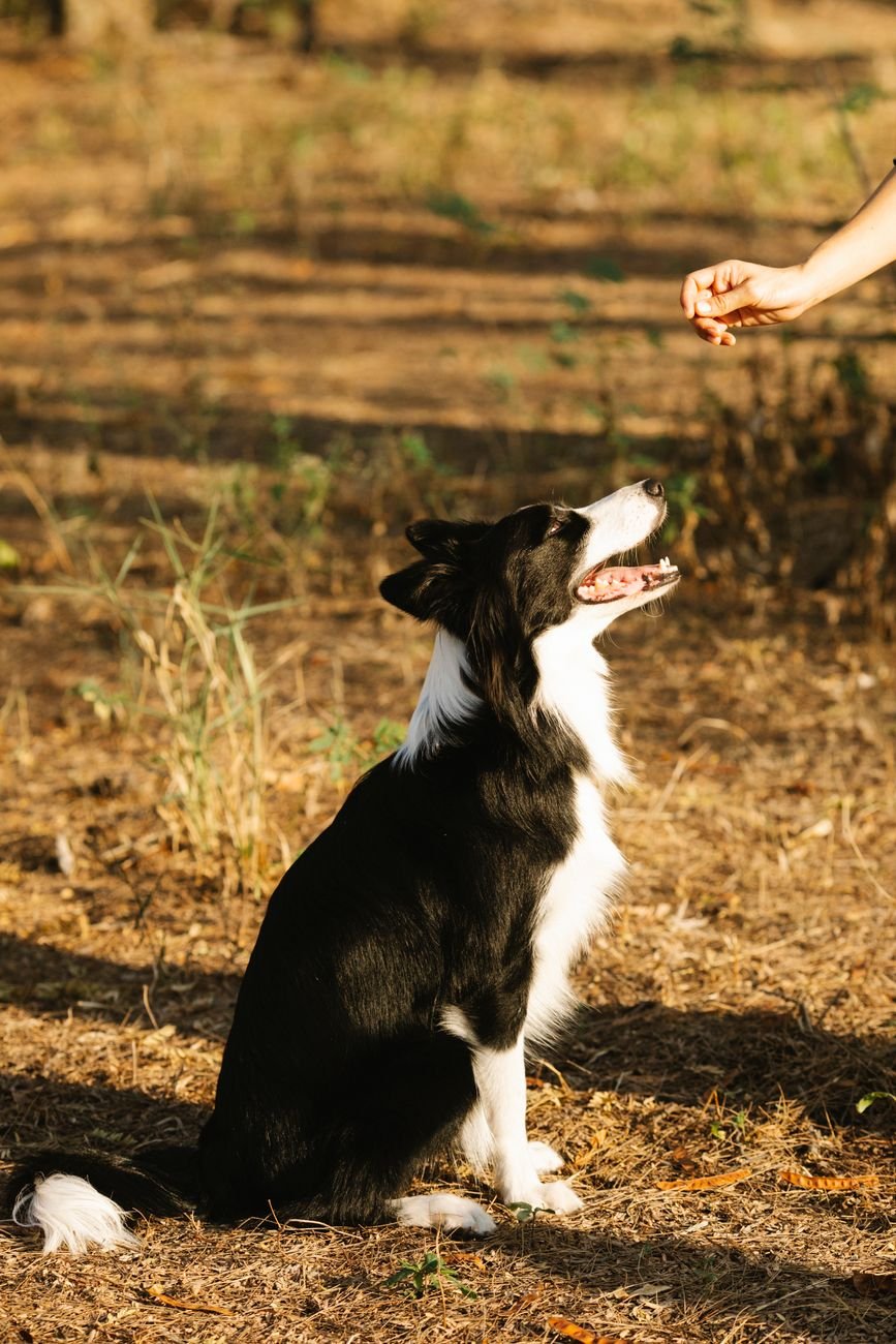 A dog sitting for a treat during training