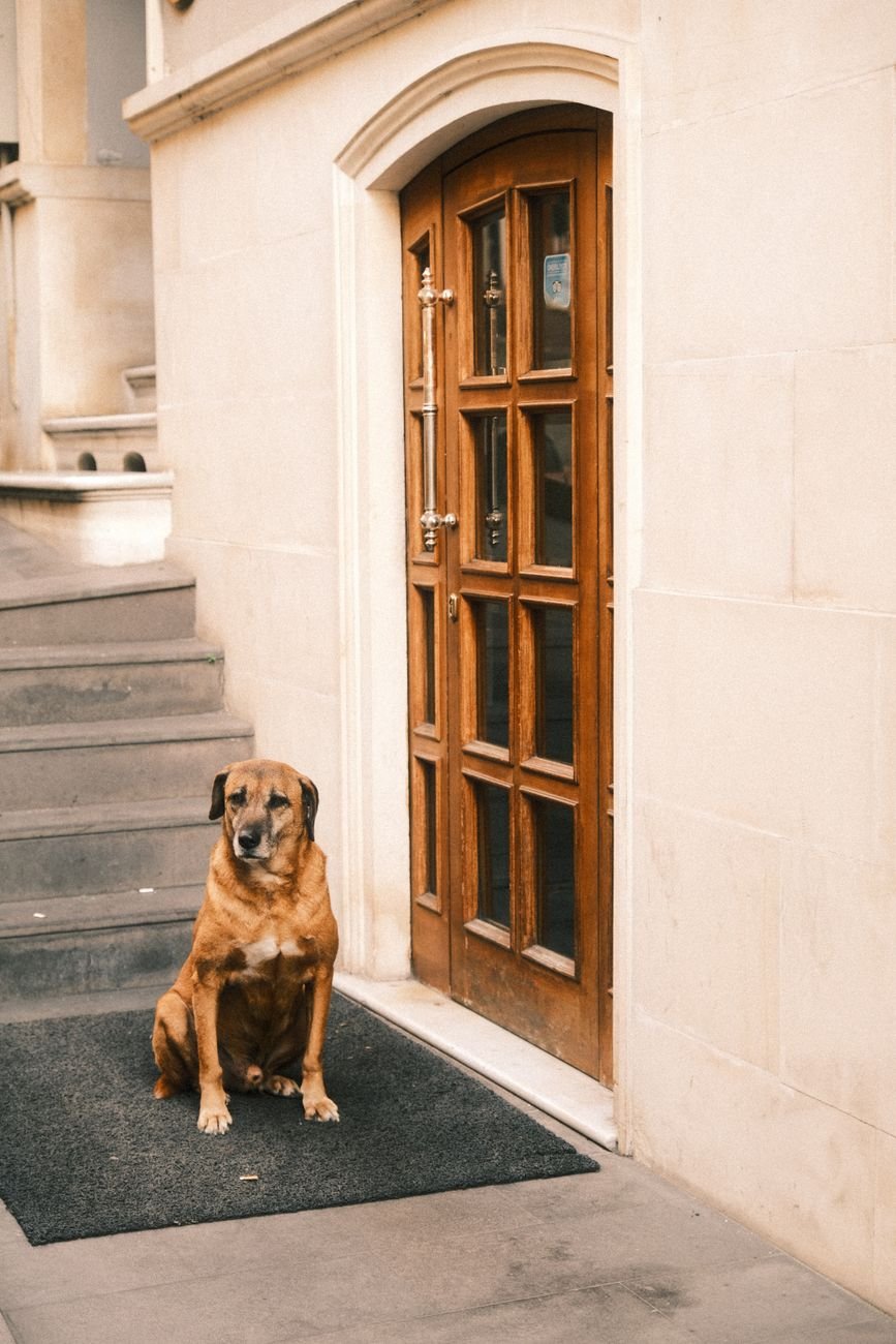 A dog waiting alone by the front door