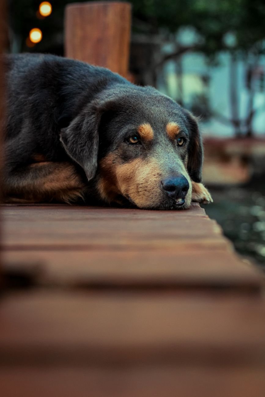 A calm dog resting on a mat next to its owner