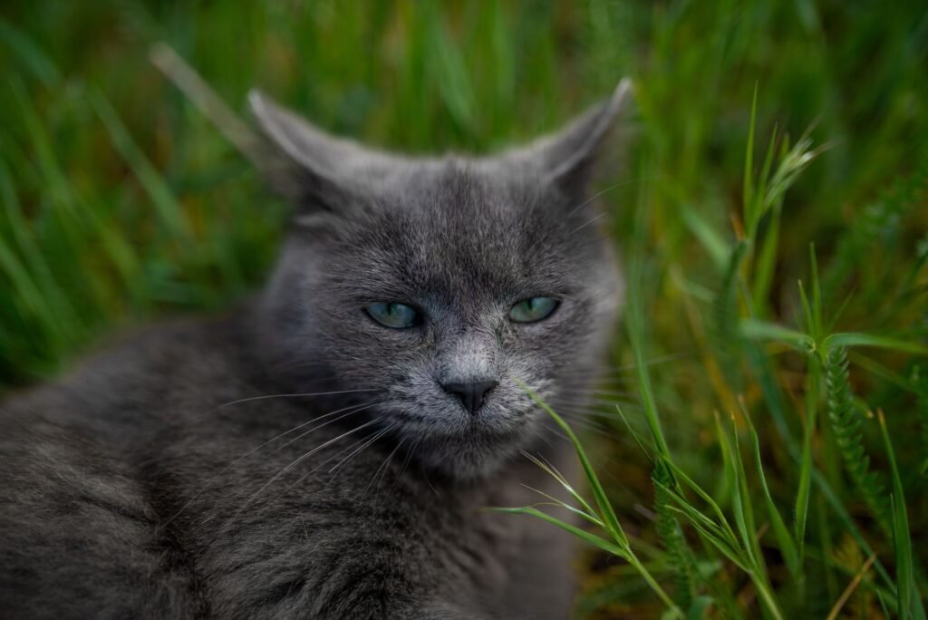 Indoor Cat Garden: Cat-Safe Plants and Cat Grass