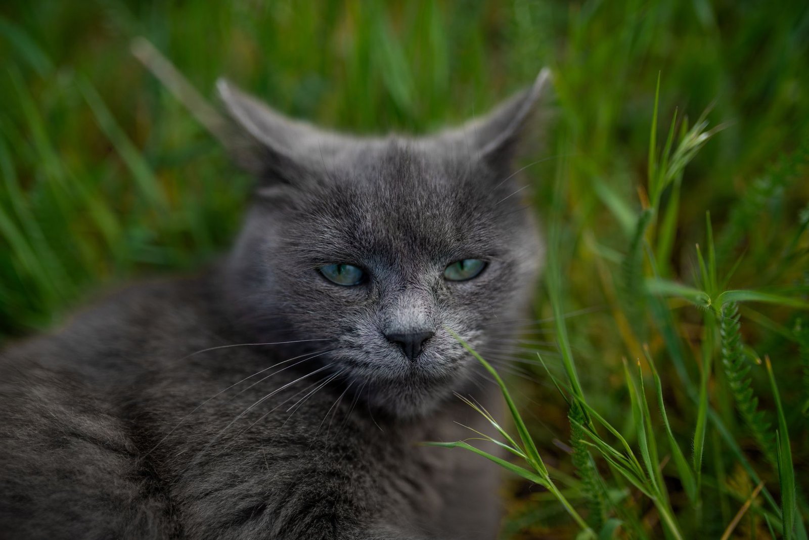 A cat sniffing a pot of fresh green cat grass on a sunny windowsill