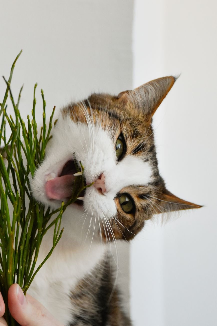 A cat chewing on blades of green grass in a pot