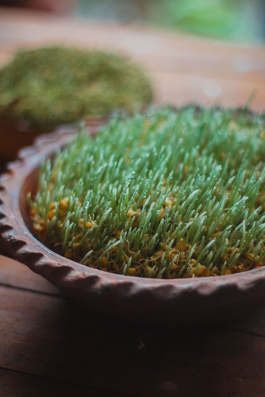 Wheatgrass sprouting in a small pot