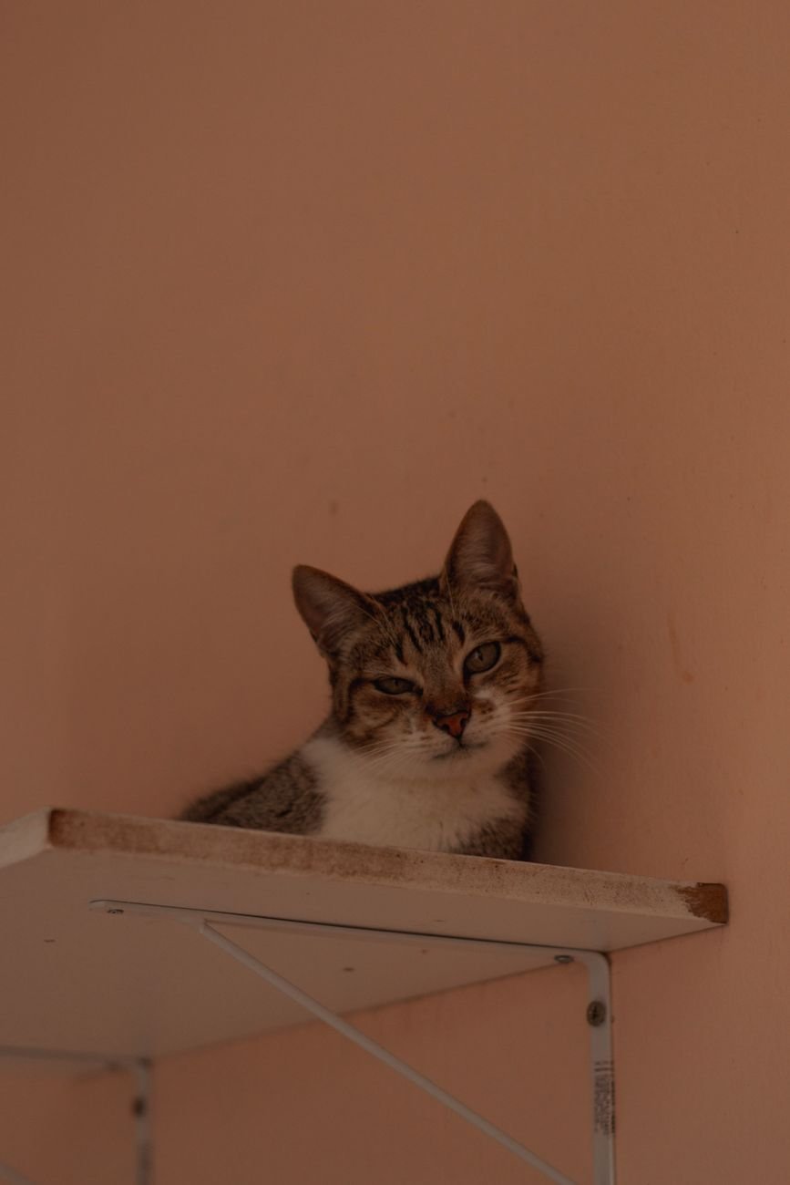 A curious cat sitting on a shelf at home