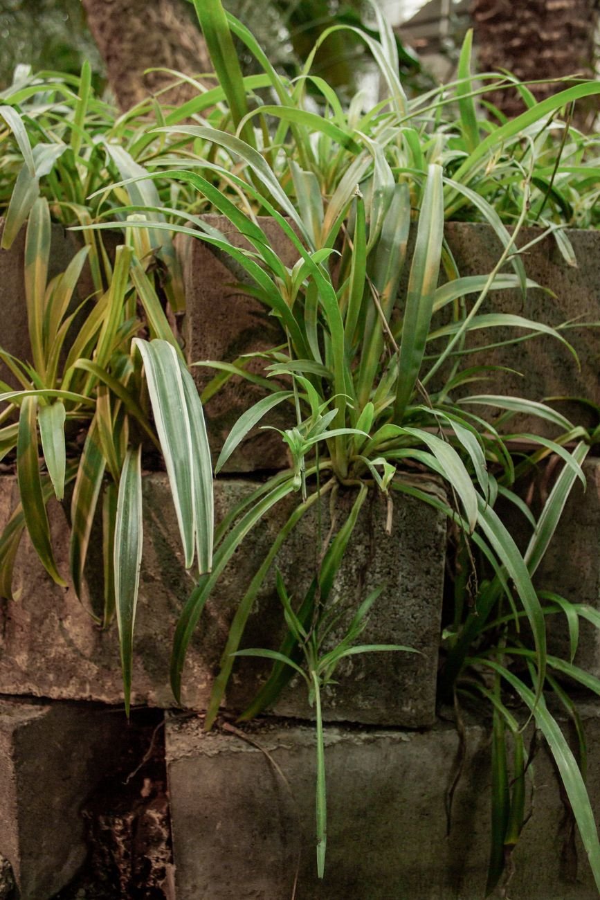 A spider plant in a hanging pot