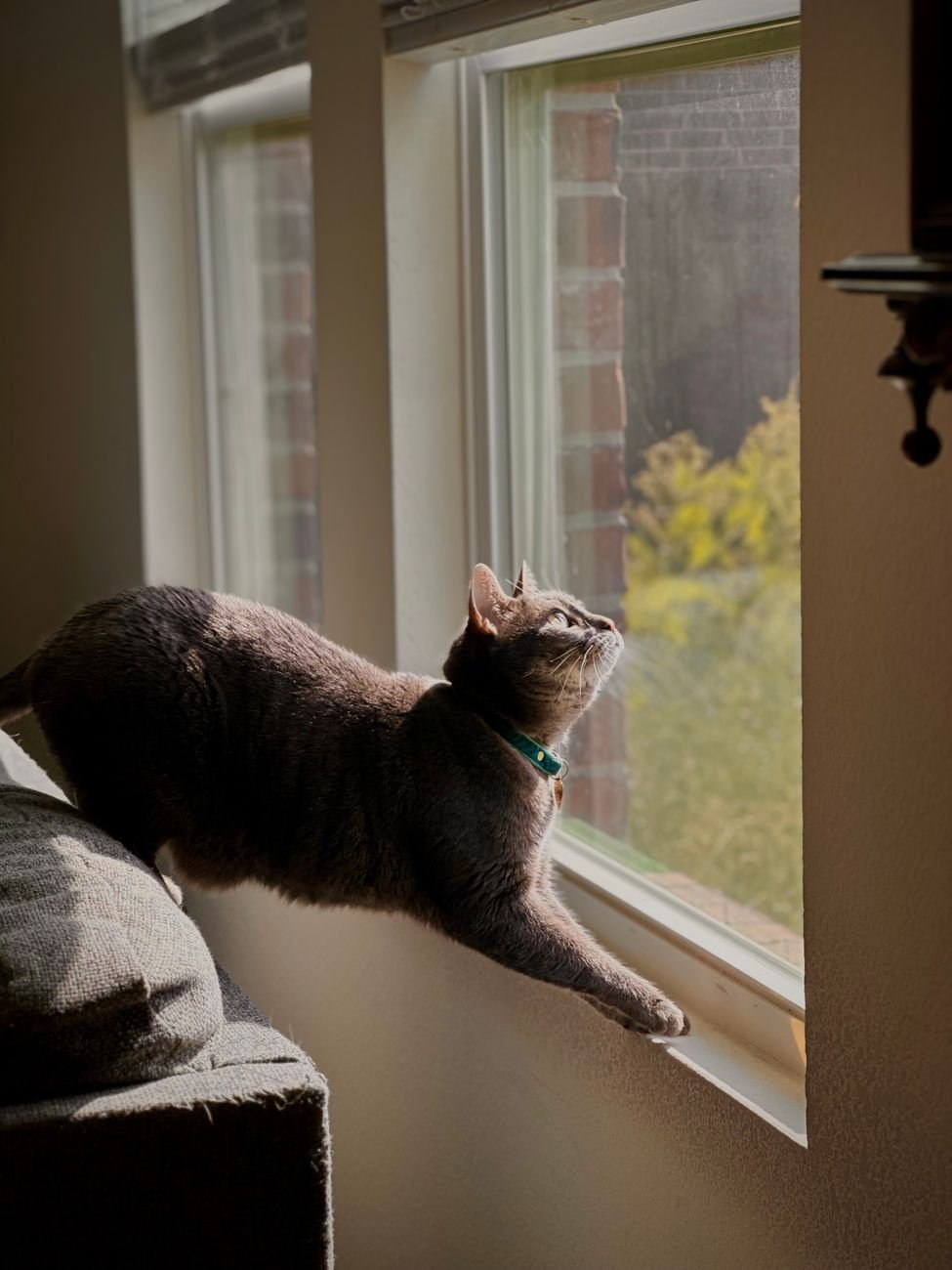 A cat relaxing on a sunny windowsill