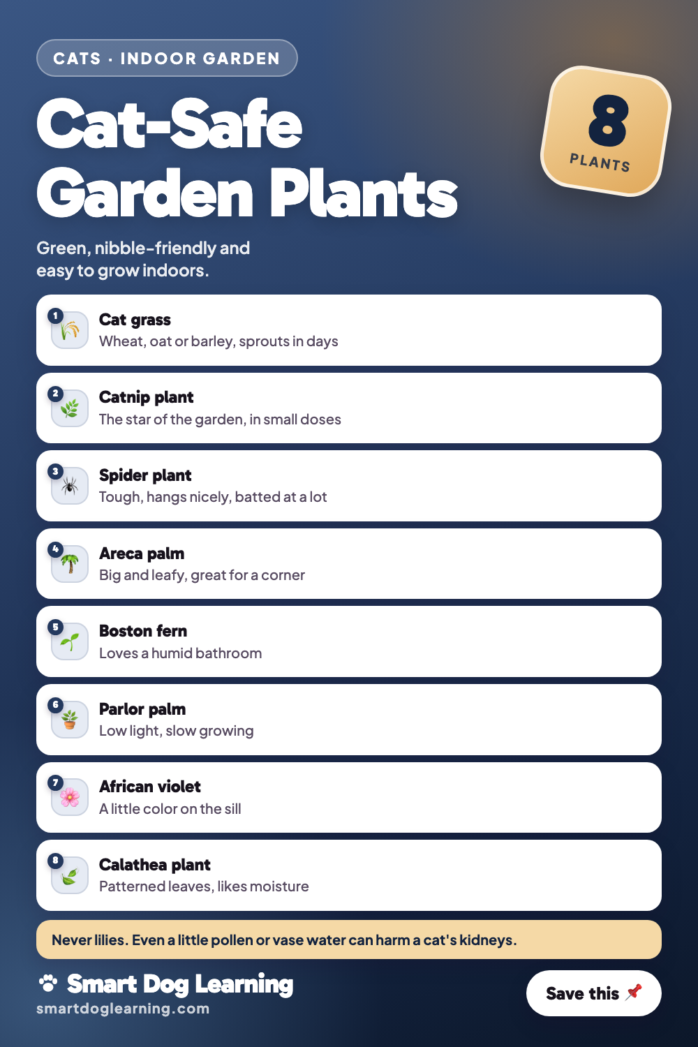 Indoor Cat Garden: Cat-Safe Plants and Cat Grass