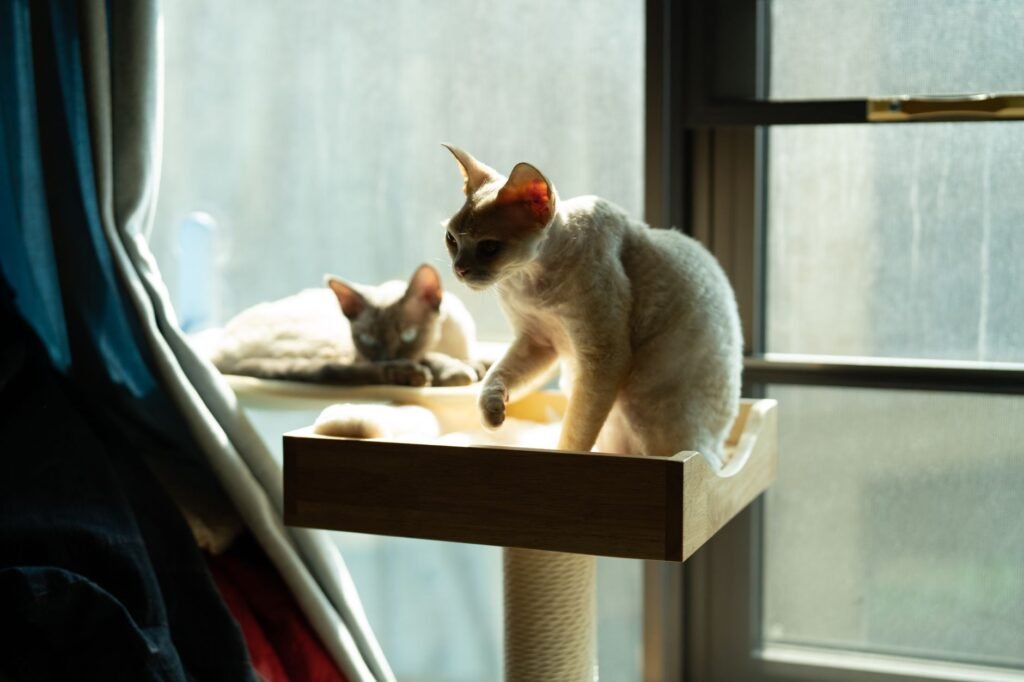 Indoor Cat Room Ideas