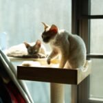 Indoor Cat Room Ideas