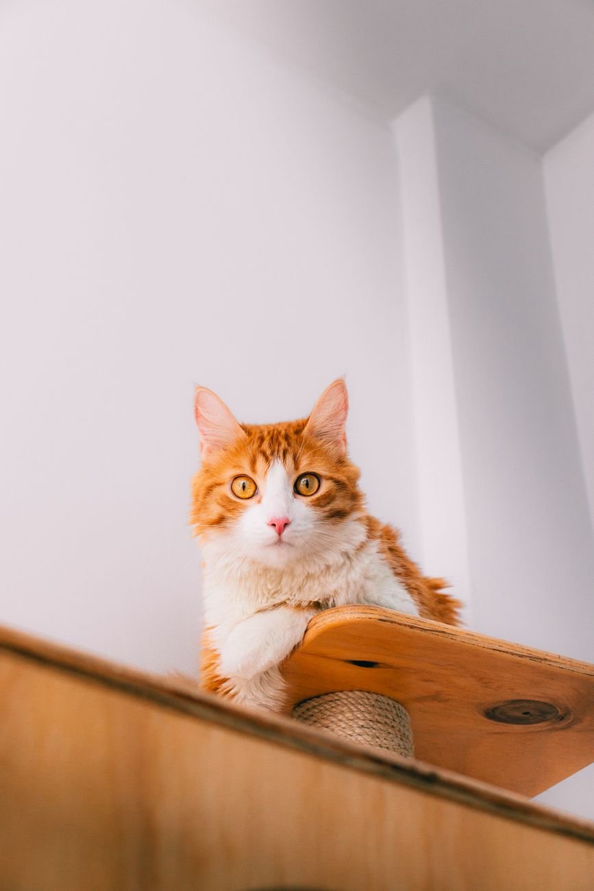 A cat climbing on wall shelves